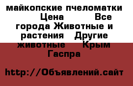  майкопские пчеломатки F-1  › Цена ­ 800 - Все города Животные и растения » Другие животные   . Крым,Гаспра